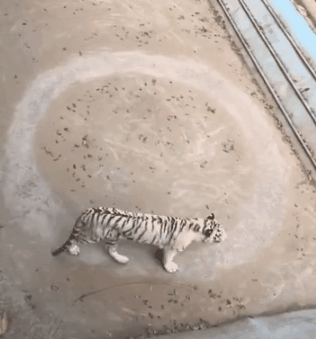 “一夜爆红后，它笑着自杀”