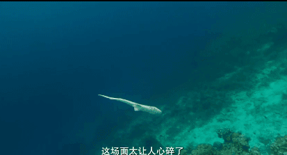 “一夜爆红后，它笑着自杀”