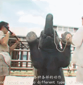 “一夜爆红后，它笑着自杀”