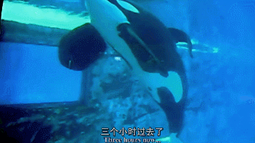 “一夜爆红后，它笑着自杀”