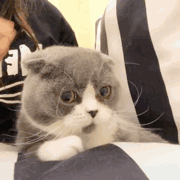 8岁儿子与亲友互怼，妈妈笑得面膜炸裂