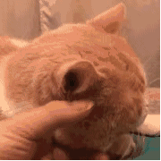 8岁儿子与亲友互怼，妈妈笑得面膜炸裂