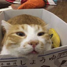 8岁儿子与亲友互怼，妈妈笑得面膜炸裂