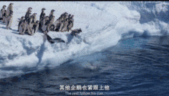 暑假陪孩子看这部企鹅纪录片，给孩子别样的励志教育