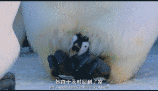 暑假陪孩子看这部企鹅纪录片，给孩子别样的励志教育