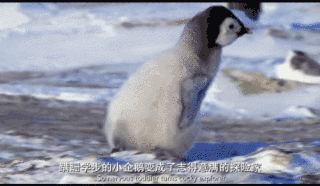暑假陪孩子看这部企鹅纪录片，给孩子别样的励志教育