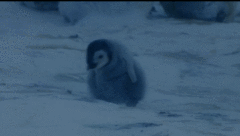 暑假陪孩子看这部企鹅纪录片，给孩子别样的励志教育