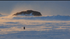 暑假陪孩子看这部企鹅纪录片，给孩子别样的励志教育