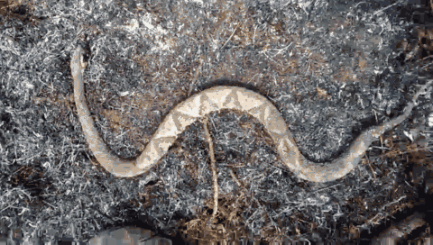 栗木高岭村民扫墓引发山火，五步蛇一家惨遭厄运2 / 作者:深秋的落叶 / 帖子ID:260486