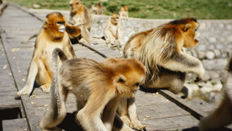 朱鹮,大熊猫,金丝猴,羚牛在这里可以同时见到"四大国宝"但秦岭四宝园