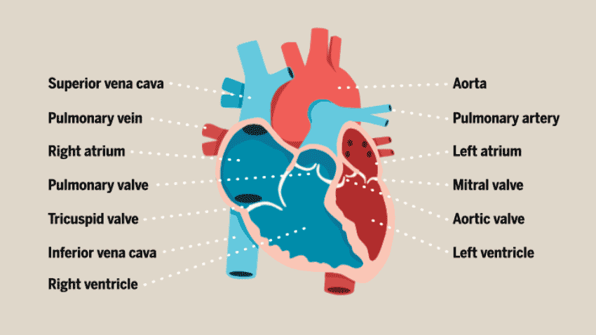 《细胞》重磅！科学家成功培育全球首个人类自组织心脏类器官，可自主跳动且能自我修复
