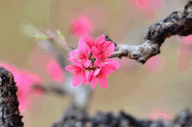 640?wx_fmt=gif&tp=webp&wxfrom=5&wx_lazy=1