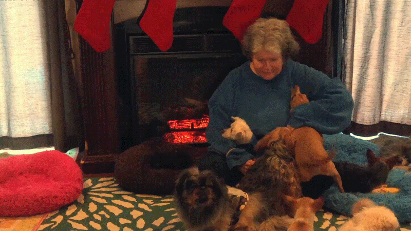 太有爱！54岁的3D打印初学者，为有特殊需要的狗定制了义肢和头盔的图4