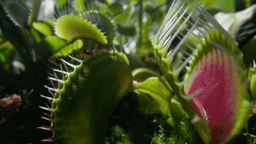 世界生存_世间生物生存_世界中的生存之道