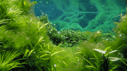 世间生物生存_世界生存_世界中的生存之道