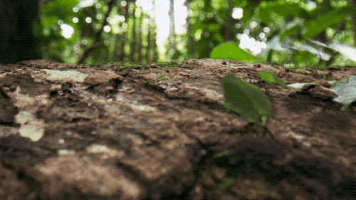 世间生物生存_世界生存_世界中的生存之道