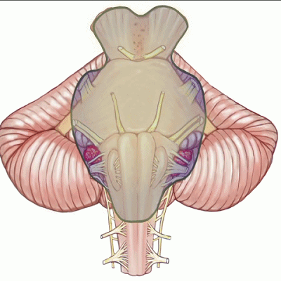 外展枕怎么使用脑干解剖及相关入路---Rhoton解剖视频学习笔记系列_https://www.jmylbn.com_新闻资讯_第326张