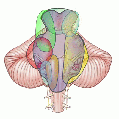 外展枕怎么使用脑干解剖及相关入路---Rhoton解剖视频学习笔记系列_https://www.jmylbn.com_新闻资讯_第165张