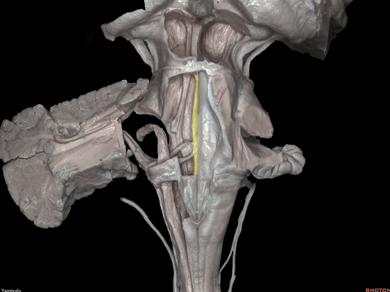 外展枕怎么使用脑干解剖及相关入路---Rhoton解剖视频学习笔记系列_https://www.jmylbn.com_新闻资讯_第27张