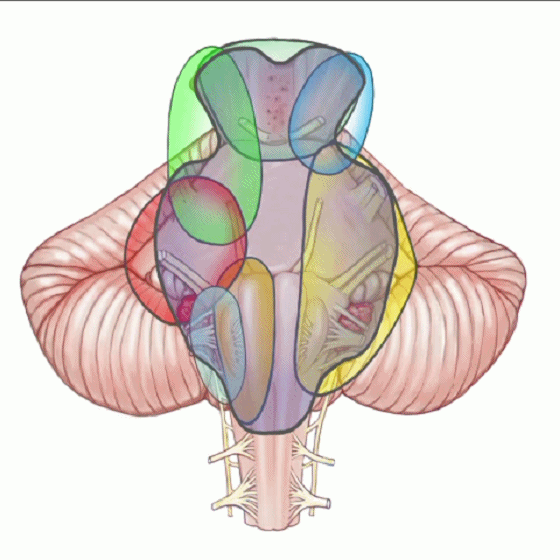 外展枕怎么使用脑干解剖及相关入路---Rhoton解剖视频学习笔记系列_https://www.jmylbn.com_新闻资讯_第166张