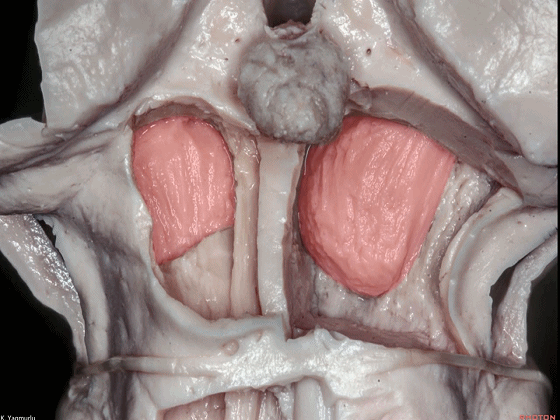 外展枕怎么使用脑干解剖及相关入路---Rhoton解剖视频学习笔记系列_https://www.jmylbn.com_新闻资讯_第80张