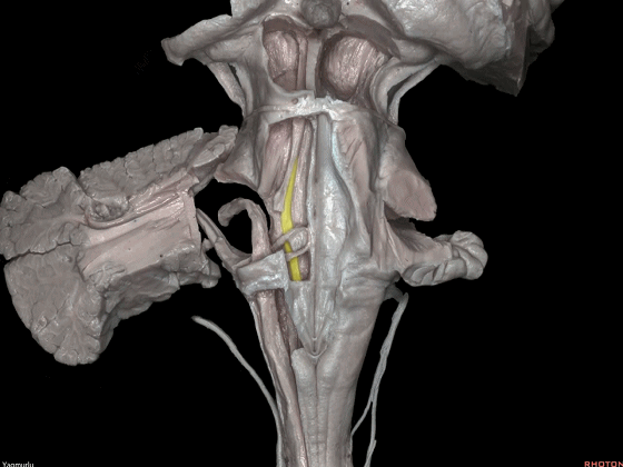 外展枕怎么使用脑干解剖及相关入路---Rhoton解剖视频学习笔记系列_https://www.jmylbn.com_新闻资讯_第28张