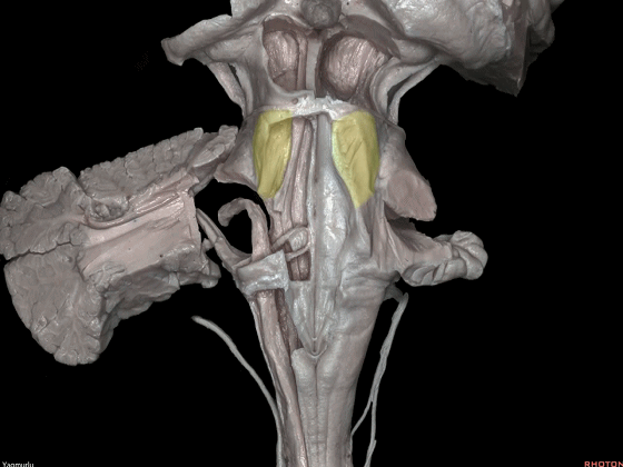 外展枕怎么使用脑干解剖及相关入路---Rhoton解剖视频学习笔记系列_https://www.jmylbn.com_新闻资讯_第29张
