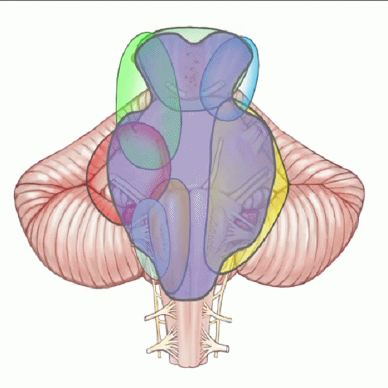 外展枕怎么使用脑干解剖及相关入路---Rhoton解剖视频学习笔记系列_https://www.jmylbn.com_新闻资讯_第164张