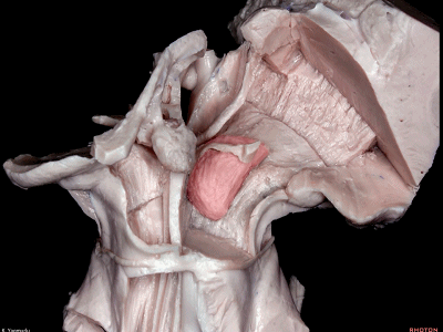 外展枕怎么使用脑干解剖及相关入路---Rhoton解剖视频学习笔记系列_https://www.jmylbn.com_新闻资讯_第87张