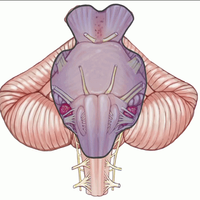 外展枕怎么使用脑干解剖及相关入路---Rhoton解剖视频学习笔记系列_https://www.jmylbn.com_新闻资讯_第327张