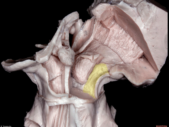 外展枕怎么使用脑干解剖及相关入路---Rhoton解剖视频学习笔记系列_https://www.jmylbn.com_新闻资讯_第89张