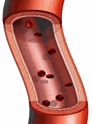 高压臭氧治疗什么高剂量高压臭氧自血疗法（HOT）“净化血液提高免疫”_https://www.jmylbn.com_新闻资讯_第12张