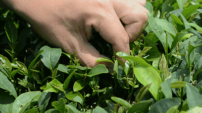 ��ĩ��ȥ��������ط��ɲ�