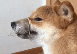 252_179gif 动态图 动图