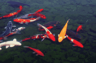 早听：一定要让家人听听11条鱼的故事——张大春（我已经听了五