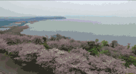 无锡第一波明前茶滨湖开采 红沙湾百亩茶园美若画卷