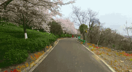 无锡第一波明前茶滨湖开采 红沙湾百亩茶园美若画卷