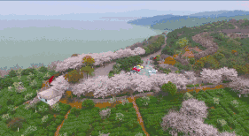 无锡第一波明前茶滨湖开采 红沙湾百亩茶园美若画卷