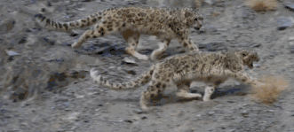 8部超高分BBC纪录片，孩子暑期延伸眼界必备