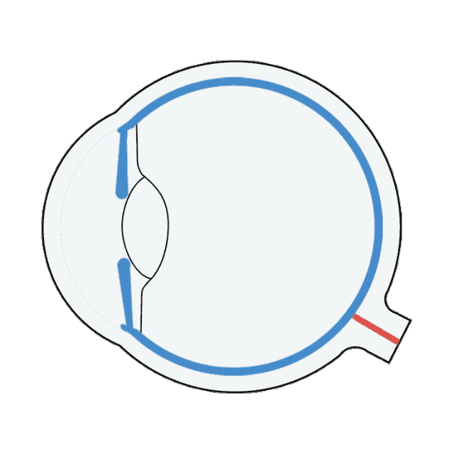 怎么测角膜直径【原创】生物测量参数︱屈光参数的详解_https://www.jmylbn.com_新闻资讯_第6张