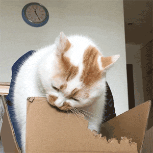 主人拍下貓咪啃箱子時的畫面，哈哈，張張都是表情包，感受下... 未分類 第2張