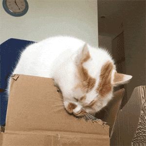 主人拍下貓咪啃箱子時的畫面，哈哈，張張都是表情包，感受下... 未分類 第1張