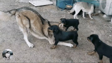 狼犬「夫妻」收養了3只小狗，長大後卻悲劇了，被對方碾壓 寵物 第5張