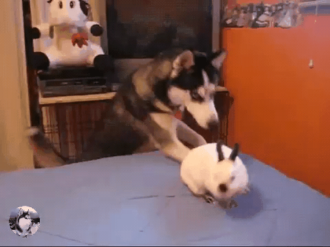 狗狗失去了一只眼 情侣分手后依然轮流照顾它 要一起做它的眼睛 柠檬资讯