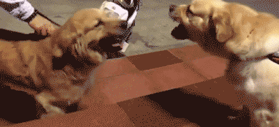 400_182gif 动态图 动图