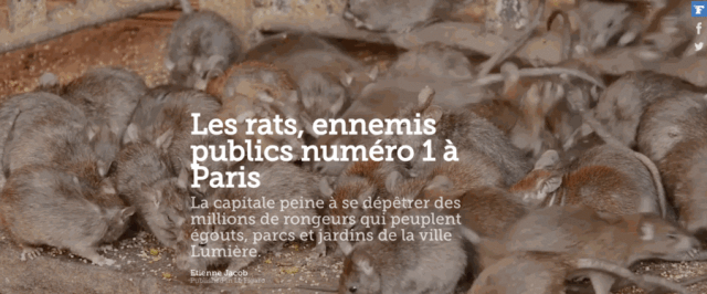 , 你见过凌晨四点巴黎街头的大老鼠吗？数量不过是巴黎市民的两倍而已……, My Crazy Paris