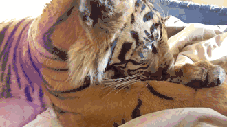 330_185gif 动态图 动图