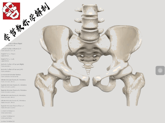 骨盆带痛,会对生活造成哪些影响?骨盆功能障碍到底有哪些症状?