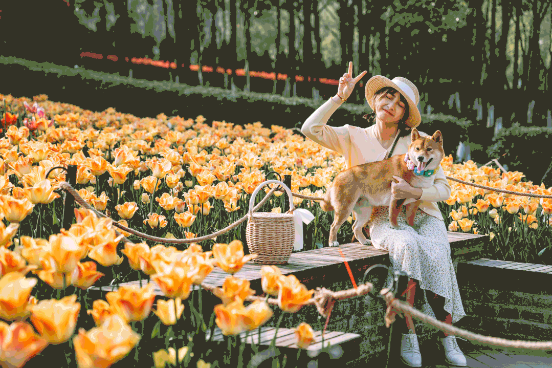 落叶红是什么_红叶李是常绿还是落叶_落叶红什么意思