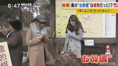 被 奈良鹿 咬伤情况创历史新高 8成为中国游客在日乌托邦 看点快报